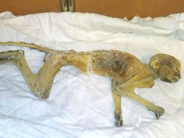 Mỹ: Thợ sửa nhà phát hiện “xác ướp” kinh dị trên trần