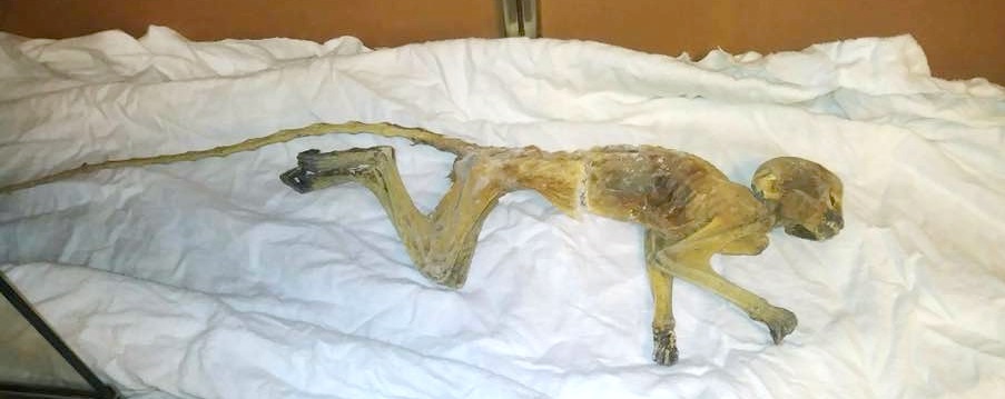 Mỹ: Thợ sửa nhà phát hiện “xác ướp” kinh dị trên trần - 1