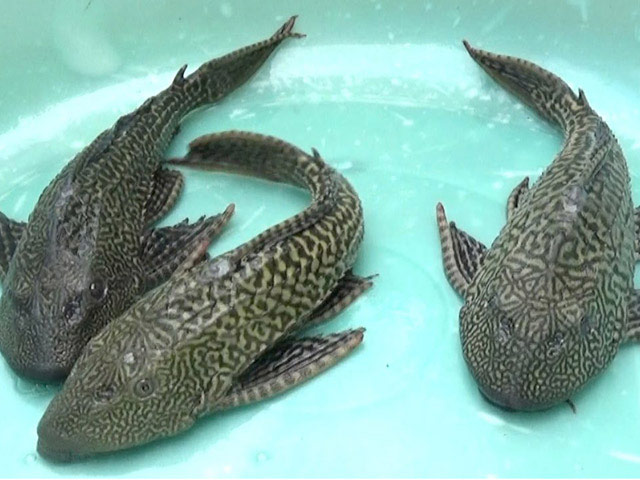 Báo động: Cá dọn bể vây nhọn hơn gai lây lan chóng mặt ra tự nhiên - 2