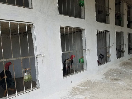 Dược sỹ trẻ về nuôi “thần kê”, lãi 40 – 50 triệu đồng/tháng - 2
