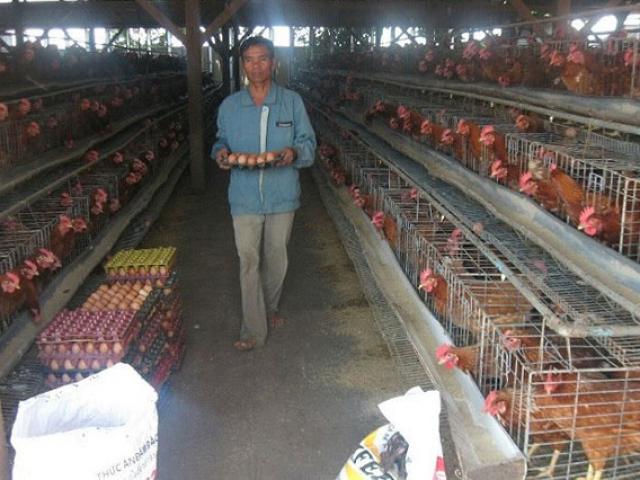 Thị trường - Tiêu dùng - Lạ: Việt Nam nhập khẩu trứng gà, muối hằng năm