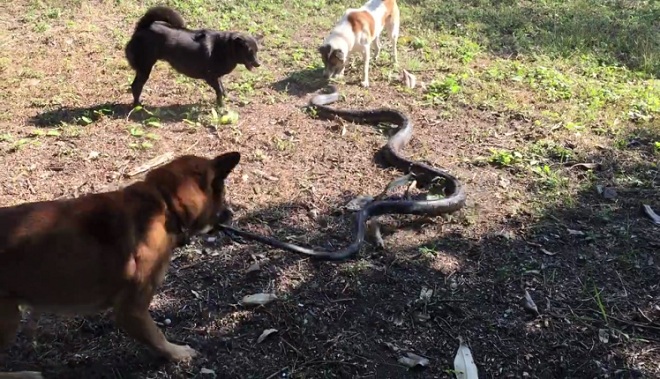 Video: Hổ mang chúa khổng lồ khốn khổ chống chọi đàn chó bên hố nước - 1