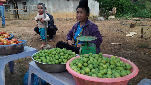 Trồng cây ra quả vừa ăn vừa nhắm mắt, tới vụ thu tiền triệu/ ngày - 1