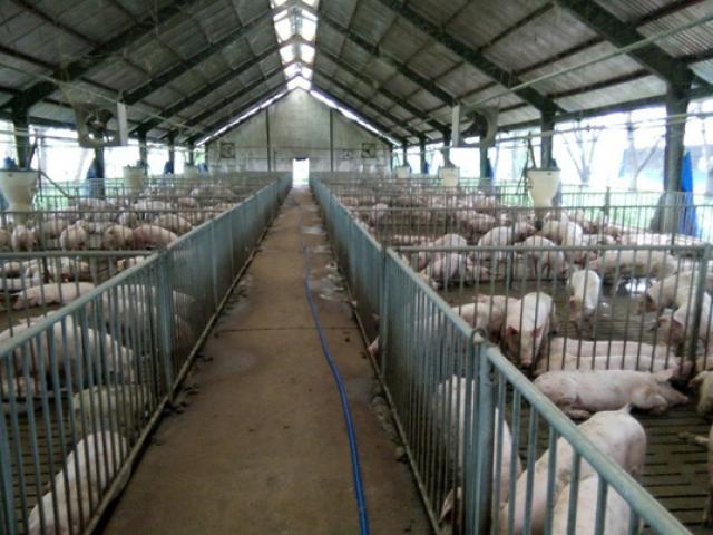 Thị trường - Tiêu dùng - Heo hơi nhảy giá từng ngày như chứng khoán