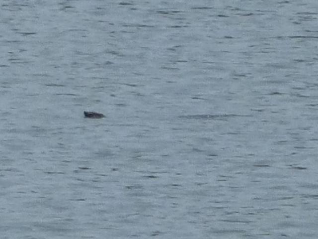 Tin tức trong ngày - Chưa nên đưa cá thể rùa mới phát hiện về Hồ Hoàn Kiếm