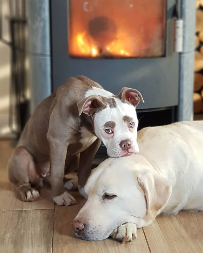 Cô chó nổi tiếng khắp thế giới vì gương mặt "buồn man mác" - 8