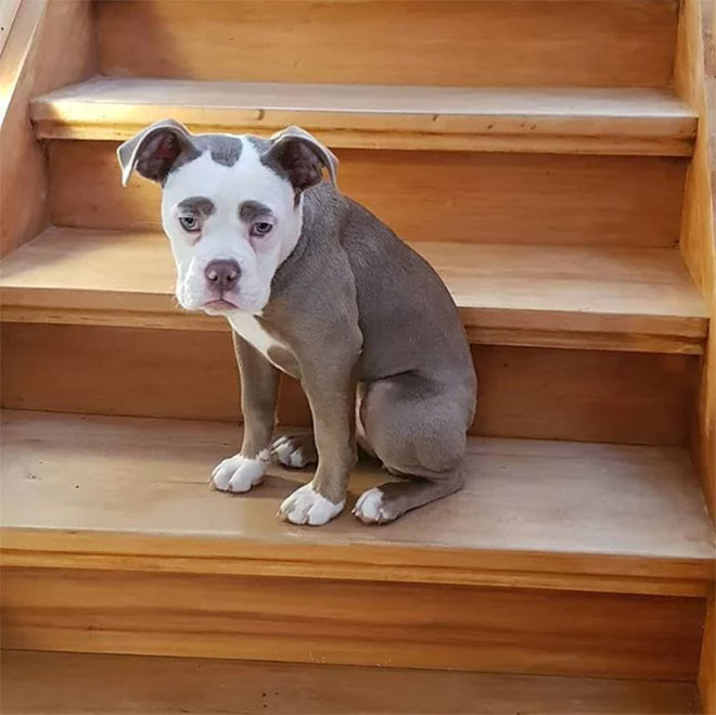 Cô chó nổi tiếng khắp thế giới vì gương mặt "buồn man mác" - 5