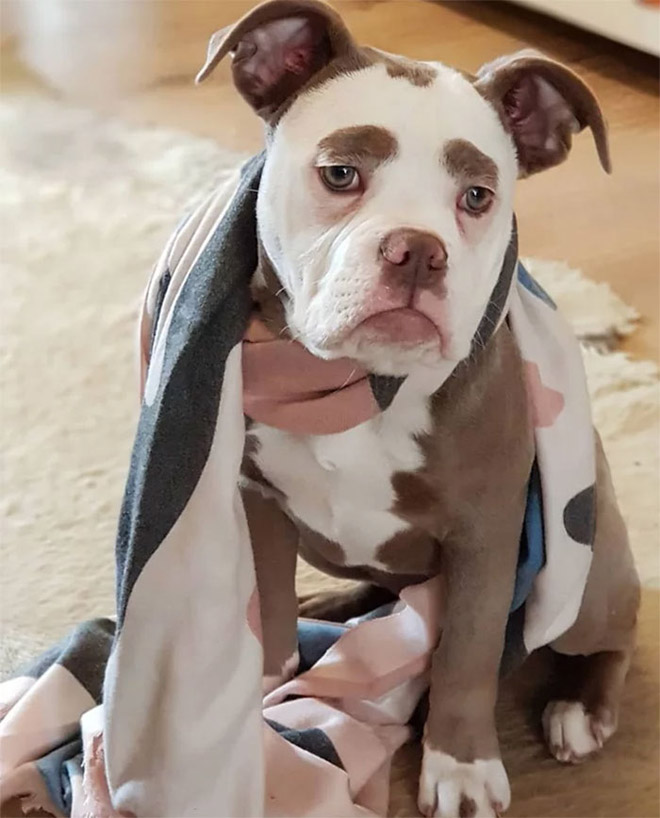 Cô chó nổi tiếng khắp thế giới vì gương mặt "buồn man mác" - 6