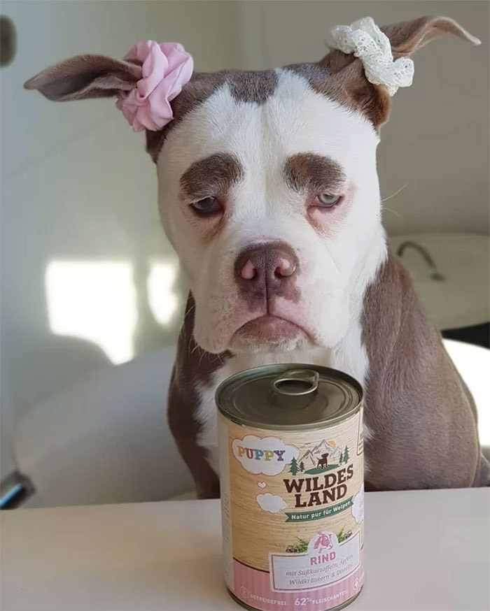 Cô chó nổi tiếng khắp thế giới vì gương mặt "buồn man mác" - 2