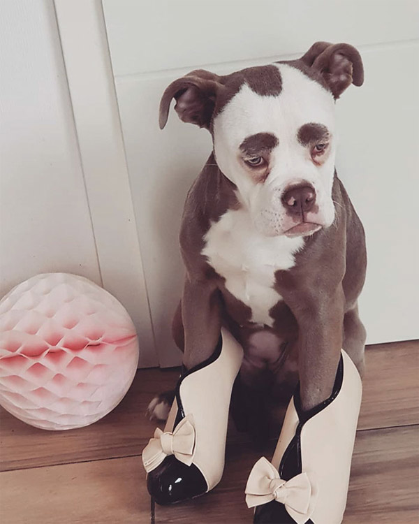 Cô chó nổi tiếng khắp thế giới vì gương mặt "buồn man mác" - 9