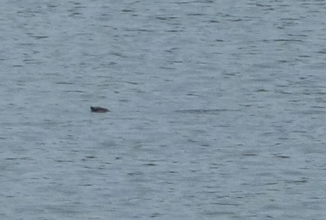 Chưa nên đưa cá thể rùa mới phát hiện về Hồ Hoàn Kiếm - 1