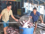 Thị trường - Tiêu dùng - Trung Quốc ồ ạt nhập khẩu hàng từ Việt Nam