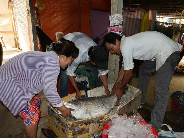 Bắt được cá "khủng" nghi sủ vàng, nặng 26kg