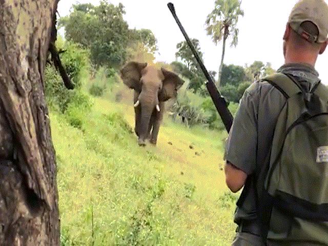 Phi thường - kỳ quặc - Kinh ngạc người dùng tay không chặn voi hung dữ