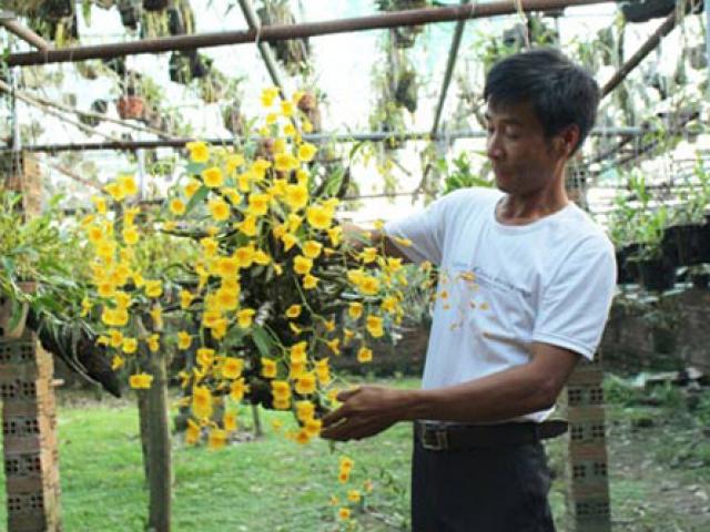 Thị trường - Tiêu dùng - Thăm vườn lan 3 tỷ đồng của anh nông dân chân đất