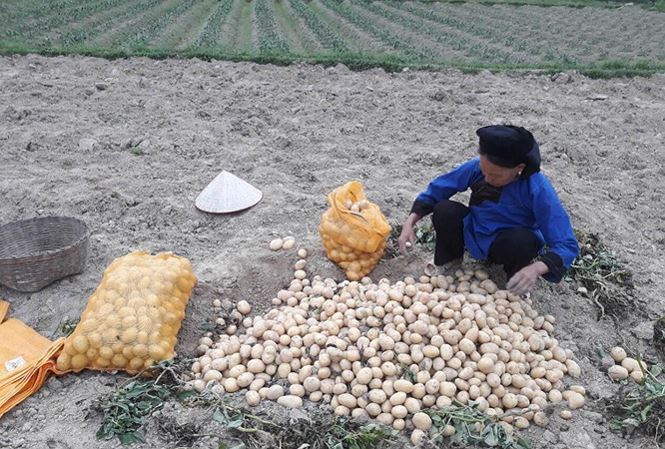 Nỗi lo sau giải cứu khoai tây ở Lạng Sơn - 1