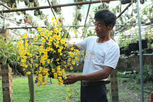 Thăm vườn lan 3 tỷ đồng của anh nông dân chân đất - 1