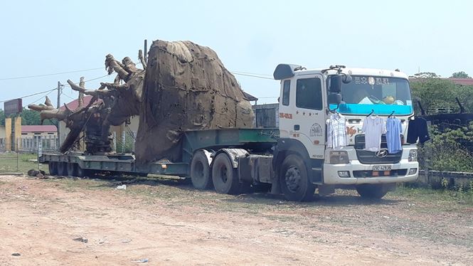 Vì sao ba xe chở cây &#34;kỳ quái&#34; vẫn chưa thể rời Huế? - 3