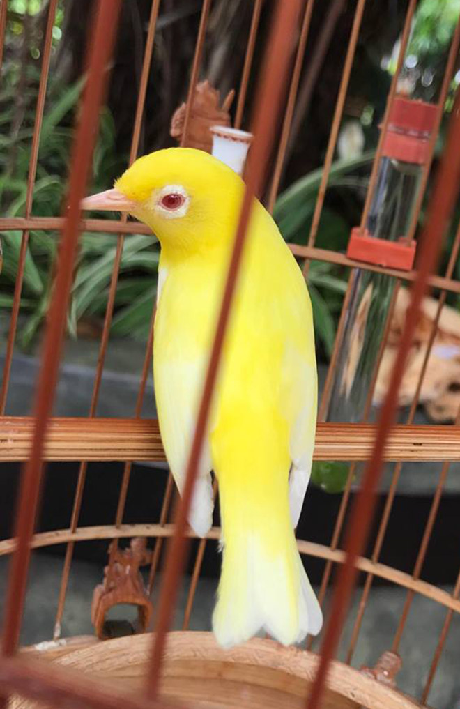 Ngắm đàn chim quý nằm điều hòa, được “bảo mẫu” chăm sóc - 6