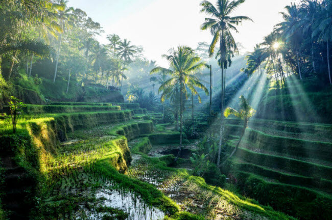 Khám phá thiên đường Bali: Hòn đảo Indonesia giống như một thiên đường thực sự với phong cảnh thiên nhiên nguyên sơ. Du khách có thể khám phá ruộng bậc thang, nghe nhạc truyền thống địa phương, thuê xe mô tô để tới thăm thị trấn nghệ thuật Ubud.