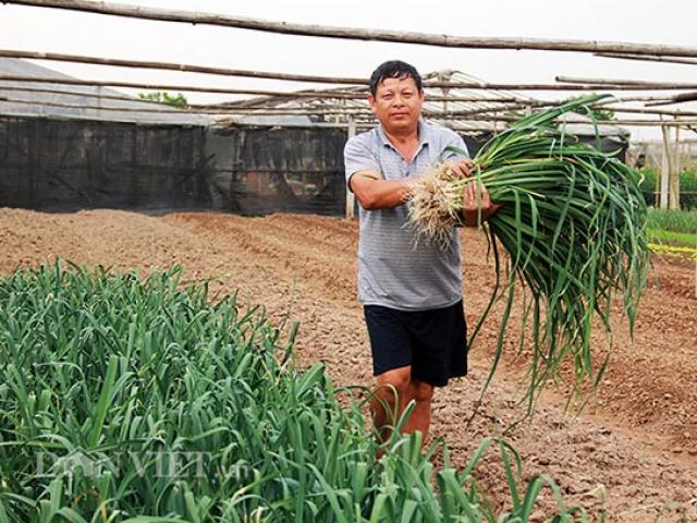 Thị trường - Tiêu dùng - Dân Tây Tựu “điêu đứng” vì hoa và rau vẫn tiếp tục “rẻ như cho”