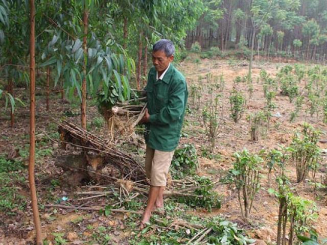 Thị trường - Tiêu dùng - "Thần dược" đinh lăng giảm giá sốc từ 50.000 còn... 2.000 đồng/kg