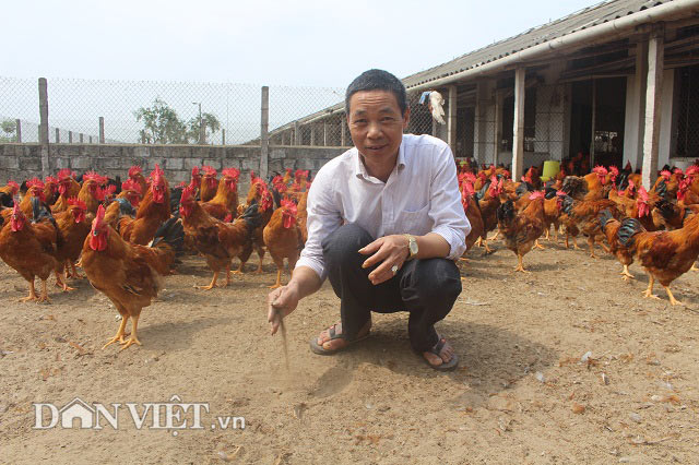 Cho 80.000 con gà chạy bộ trên cát, Điền “gà” kiếm tiền tỷ tậu xe hơi - 4