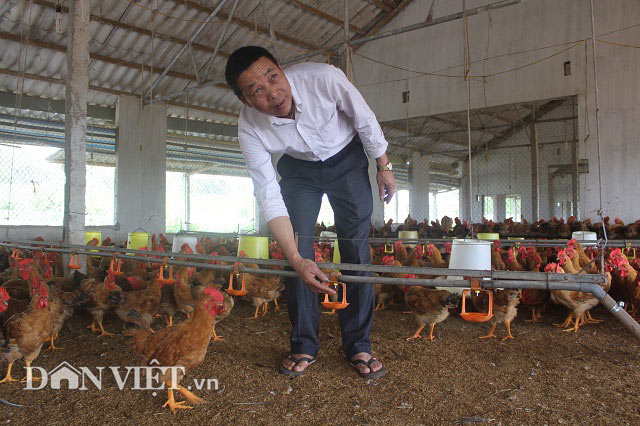 Cho 80.000 con gà chạy bộ trên cát, Điền “gà” kiếm tiền tỷ tậu xe hơi - 7