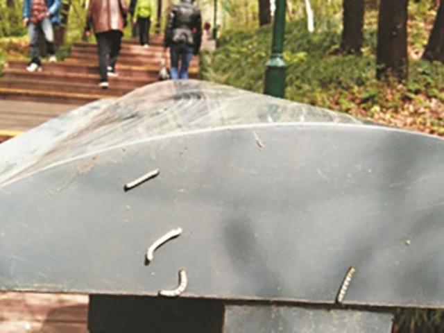 Phi thường - kỳ quặc - TQ: Hàng triệu con sâu đo "uy hiếp" thành phố Nam Kinh