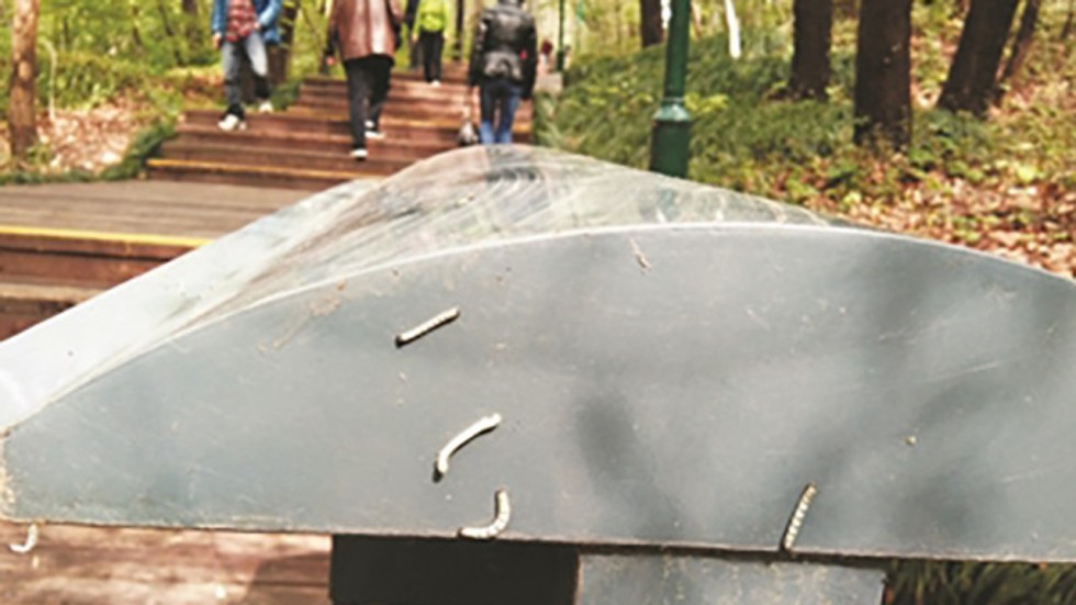 TQ: Hàng triệu con sâu đo "uy hiếp" thành phố Nam Kinh - 1