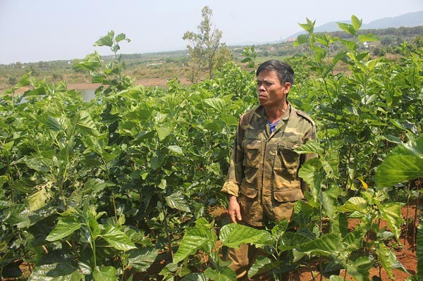 Làm giàu ở nông thôn: Nuôi con &#34;ăn cơm đứng&#34; nhưng lãi “khủng” - 5