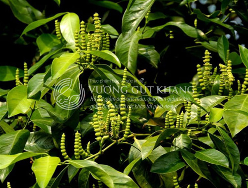 Việt Nam: Phát hiện loài cây quý cho người có chỉ số acid uric cao, sưng, đau nhức các khớp do gút - 1
