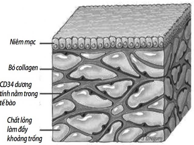 Khám phá bộ phận mới trong cơ thể giúp trị ung thư