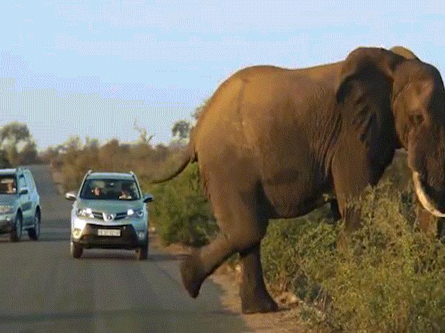 Phi thường - kỳ quặc - Voi khổng lồ tập yoga trên đường, gây ác tắc giao thông