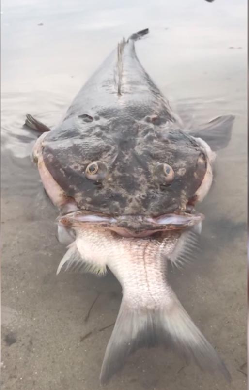 Video: Cá quái vật 18 năm tuổi chết dạt bờ vì mắc nghẹn - 1