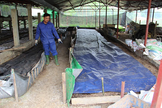 Chỉ nuôi giun Nhật, lãi 80-100 triệu đồng mỗi tháng - 4