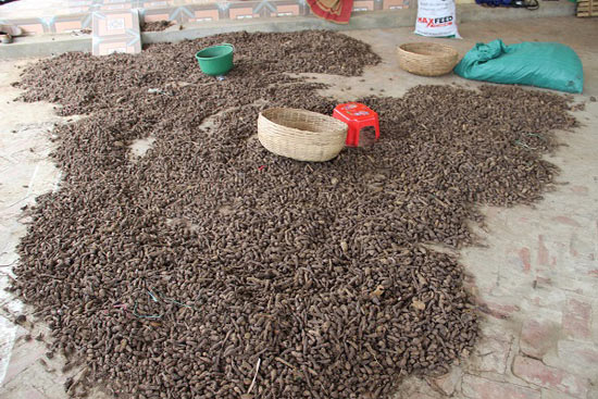 Chỉ nuôi giun Nhật, lãi 80-100 triệu đồng mỗi tháng - 5