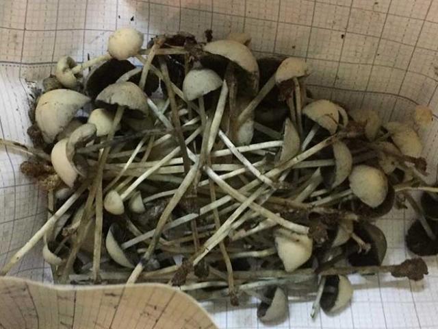 Sức khỏe đời sống - Ăn nấm "thức thần": Thú vui chết người của giới trẻ