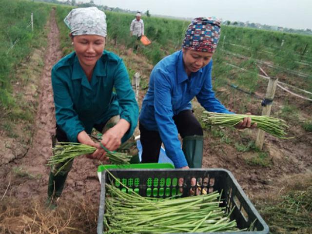 Thị trường - Tiêu dùng - Liều mình trồng "cây quý tộc", nông dân 7X cầm chắc 4 triệu/ngày