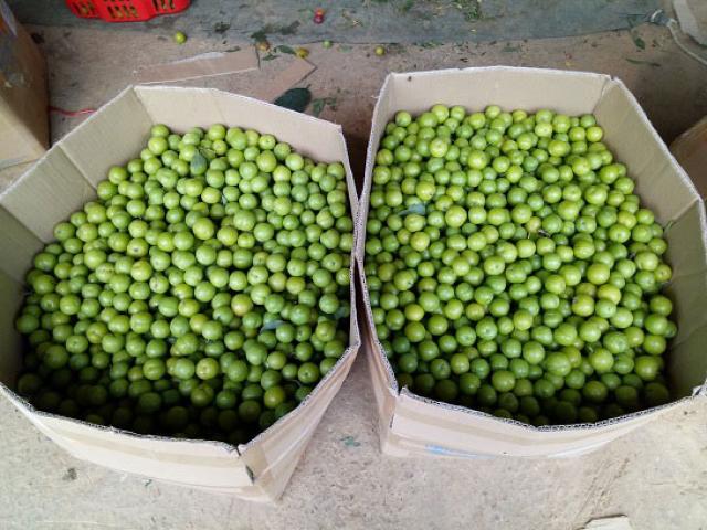 Thị trường - Tiêu dùng - Mùa mận chín, Chiềng Cọ thêm nhiều triệu phú nông dân