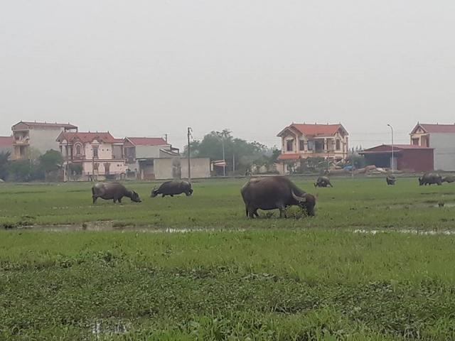 Chủ tịch TP Thanh Hóa lên tiếng vụ trâu bò ăn cỏ phải đóng phí