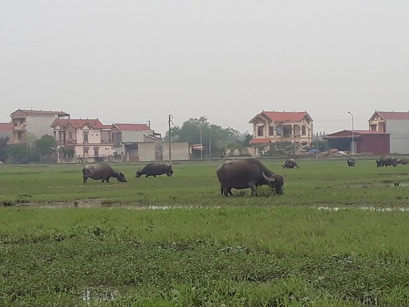 Chủ tịch TP Thanh Hóa lên tiếng vụ trâu bò ăn cỏ phải đóng phí - 1