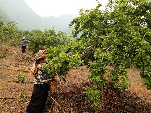 Mùa mận chín, Chiềng Cọ thêm nhiều triệu phú nông dân - 1