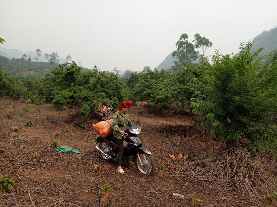 Mùa mận chín, Chiềng Cọ thêm nhiều triệu phú nông dân - 3