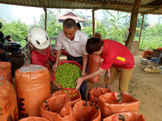 Mùa mận chín, Chiềng Cọ thêm nhiều triệu phú nông dân - 6