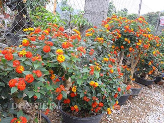 Thị trường - Tiêu dùng - "Nhặt" cây dại ở rừng về "luyện dáng, phối sắc" mà kiếm 700 triệu/năm