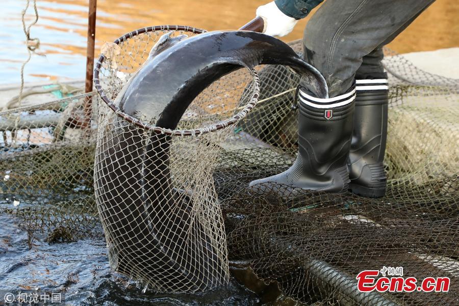 TQ: Bắt được cá tầm dài gần 2 mét, cực kỳ quý hiếm - 2