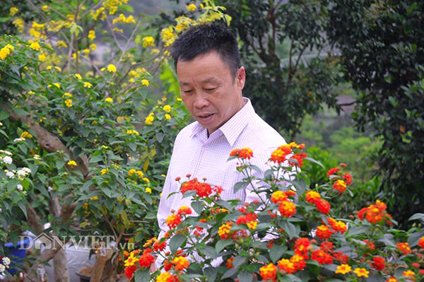 &#34;Nhặt&#34; cây dại ở rừng về &#34;luyện dáng, phối sắc&#34; mà kiếm 700 triệu/năm - 3