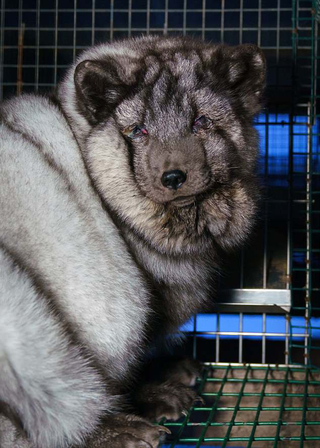 "Cáo yêu tinh" được vỗ béo gấp 5 lần bình thường để lấy lông - 2