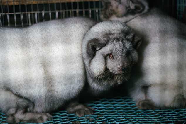 "Cáo yêu tinh" được vỗ béo gấp 5 lần bình thường để lấy lông - 3